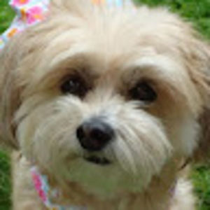 Meet your Posher, Pink